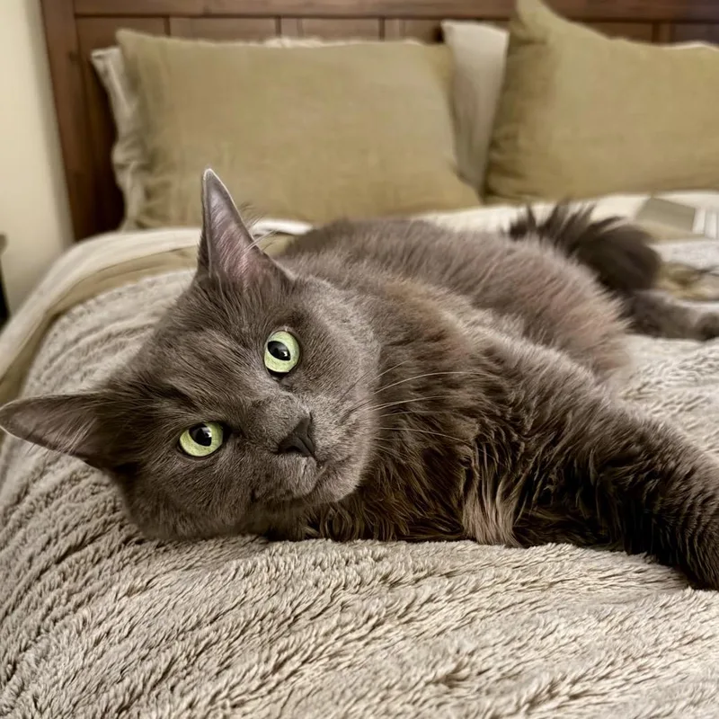 Mr. Puss thumbnail 3