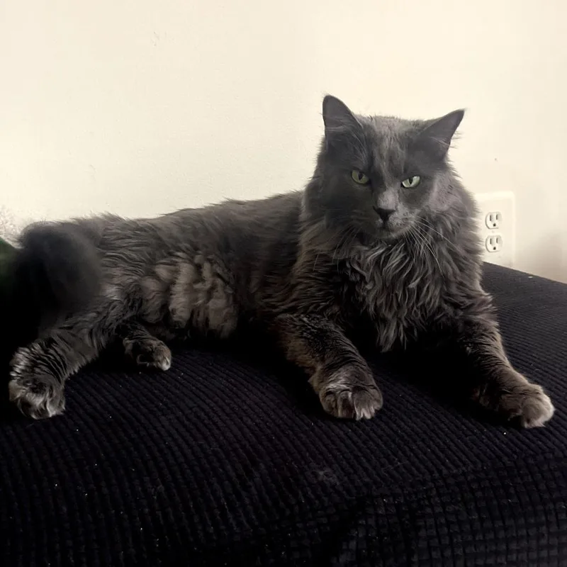 Mr. Puss thumbnail 4