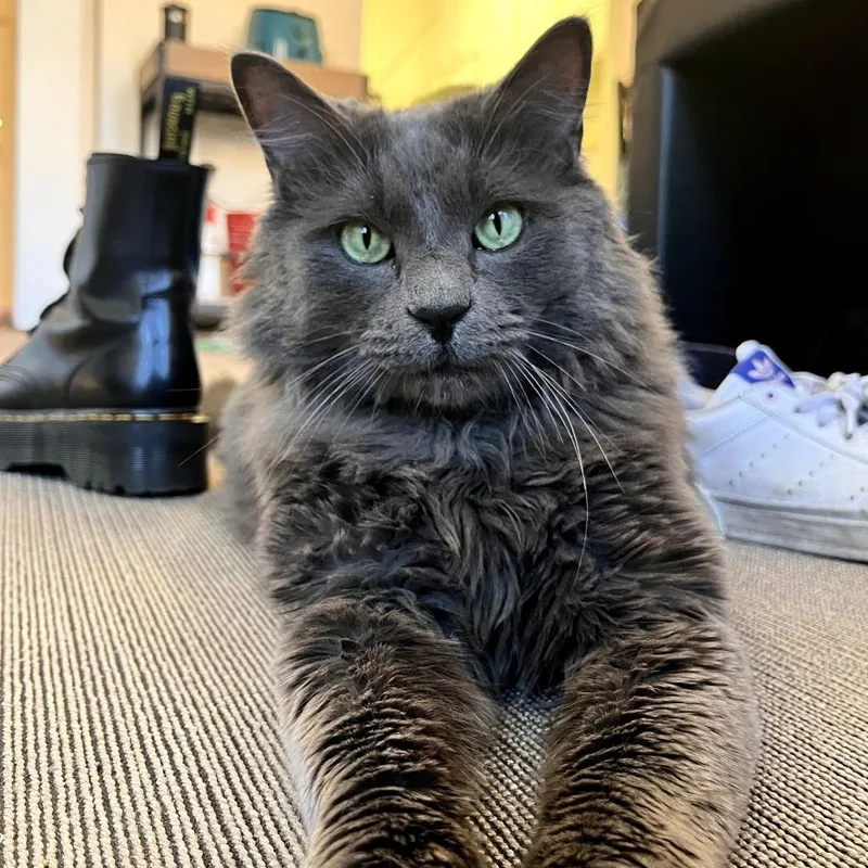 Mr. Puss thumbnail 5