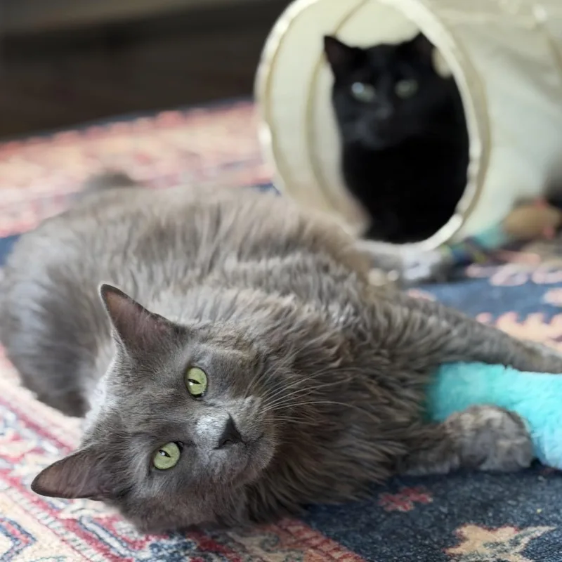 Mr. Puss thumbnail 6