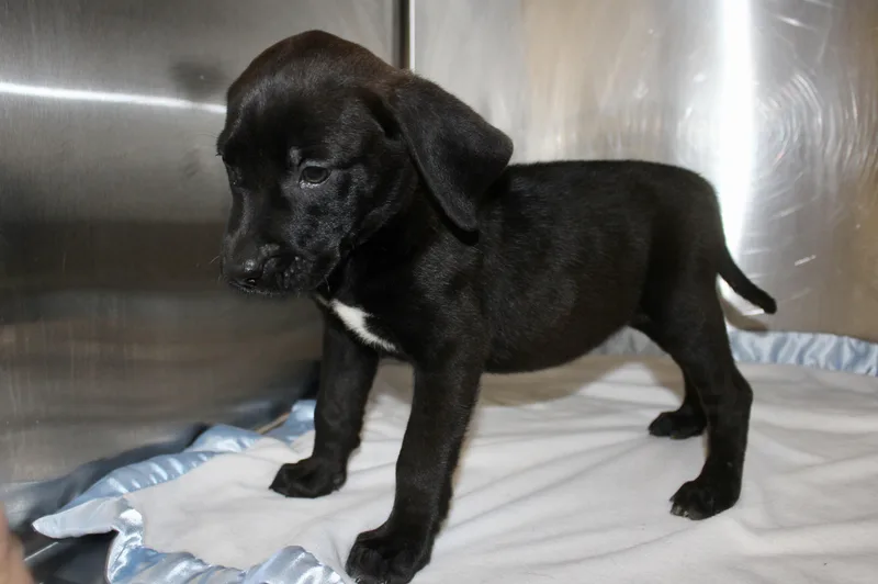 Snickers thumbnail 2