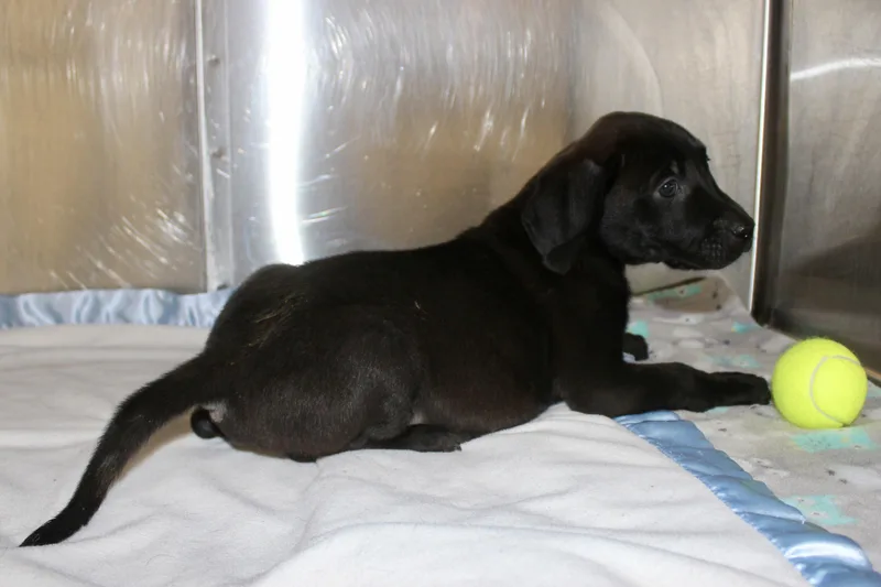 Snickers thumbnail 3