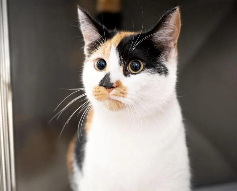 An adult medium-sized female Calico cat named Ghost for adoption in Monroe, GA
