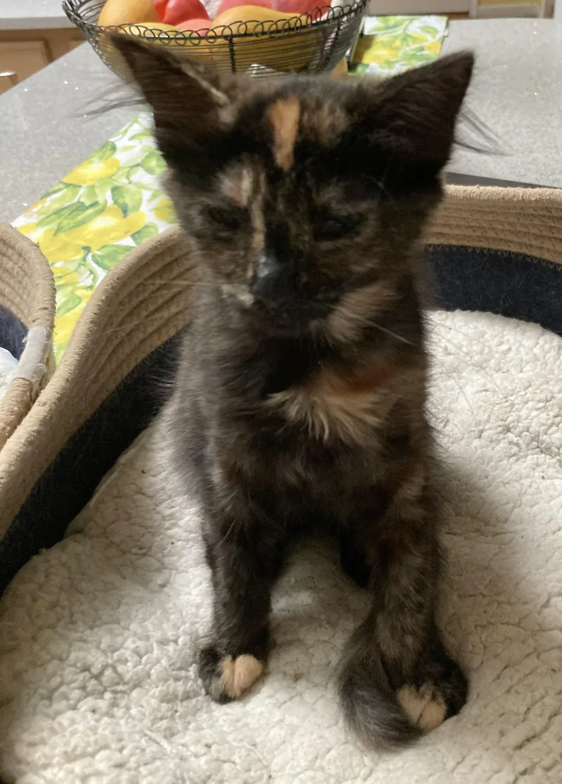 A baby medium-sized female Tortoiseshell Domestic Short Hair cat named Whitney for adoption in Philadelphia, PA