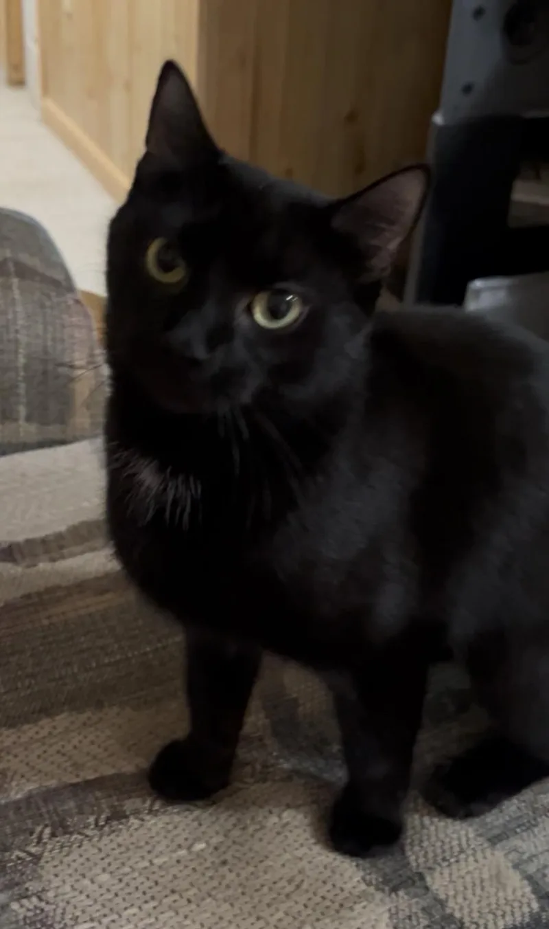 Pepita thumbnail 2