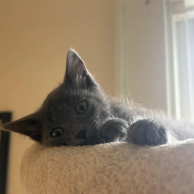 A baby medium-sized female Domestic Short Hair cat named Hilary for adoption in Honeoye, NY