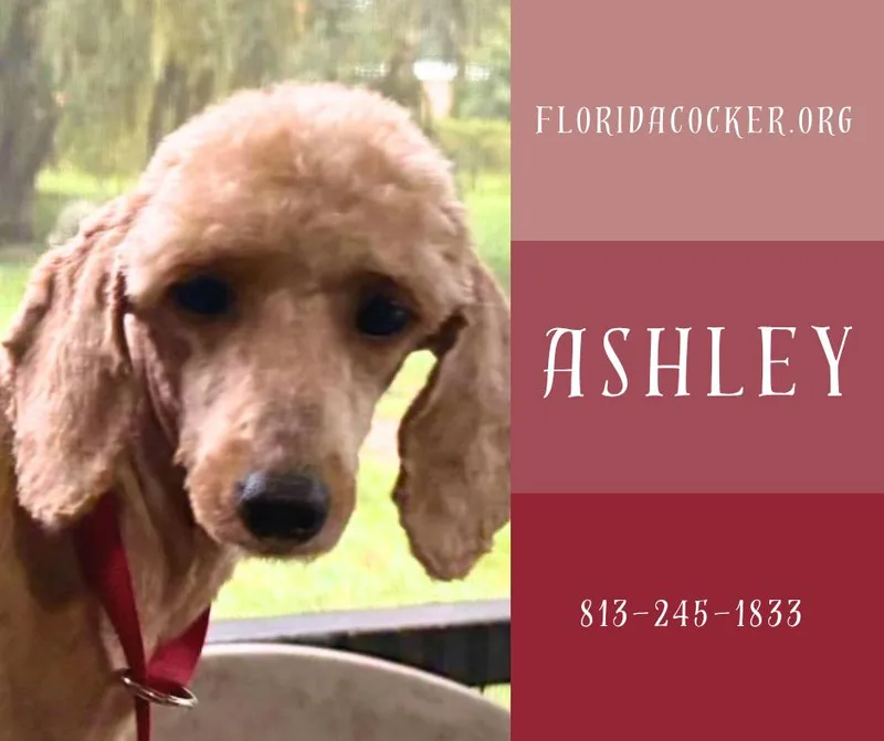 Ashley