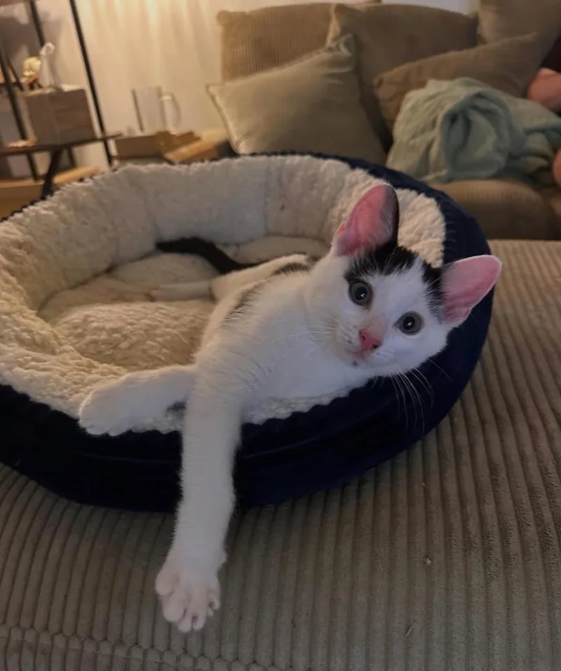 A baby medium-sized male Domestic Short Hair cat named Bashful for adoption in Brooklyn, NY