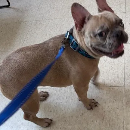 A young small-sized male Apricot / Beige French Bulldog dog named Mitch for adoption in Boca Raton, FL