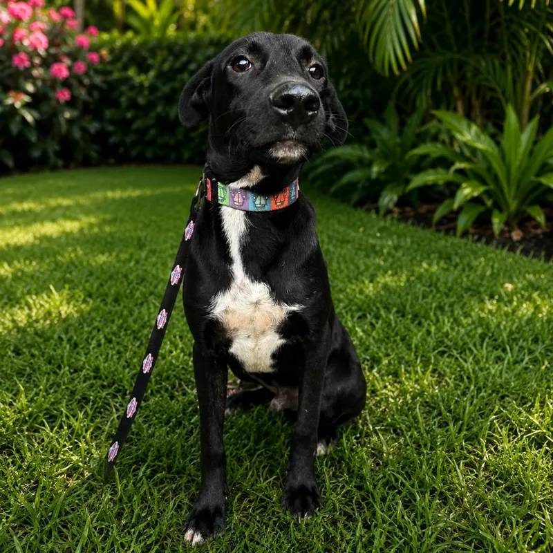 A young medium-sized male Black Mixed Breed dog named Blackie for adoption in LOXAHATCHEE, FL