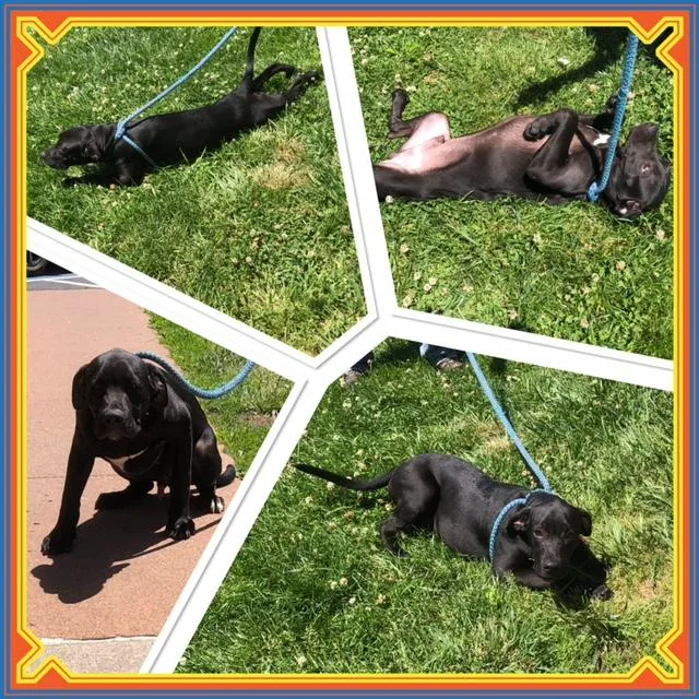 A baby medium-sized male Black Great Dane dog named Deputy for adoption in Buckhannon, WV