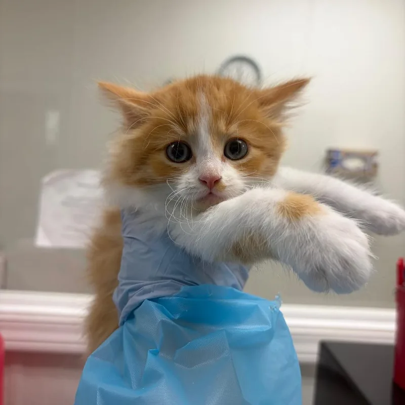 A baby small-sized male Orange / Red Domestic Short Hair cat named Water Based Paint for adoption in Pekin, IL
