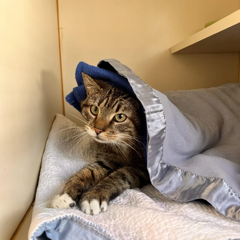 A young medium-sized female Domestic Short Hair cat named Willow for adoption in Myerstown, PA