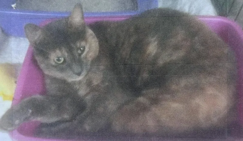 A senior small-sized female Domestic Short Hair cat named Mochachina Freeport for adoption in Westbury, NY