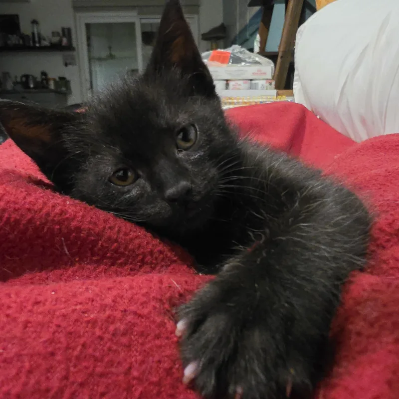 A baby small-sized male Black Domestic Short Hair cat named George for adoption in Fountain Valley, CA