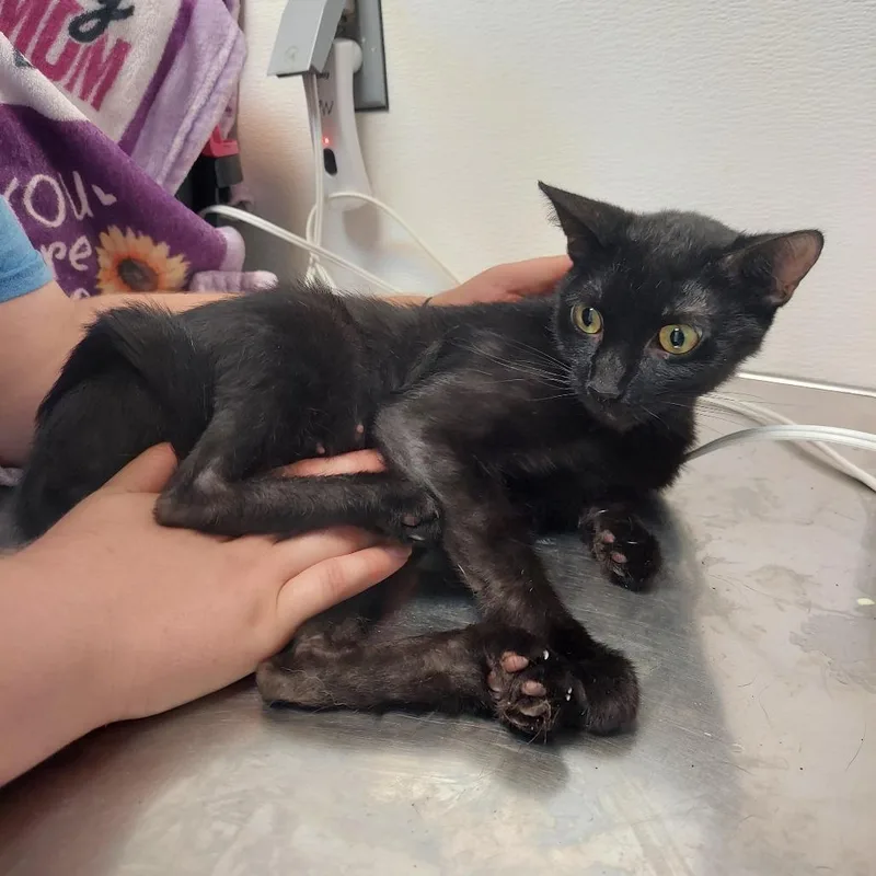 An adult medium-sized female Black Domestic Short Hair cat named Binx for adoption in Ashtabula, OH