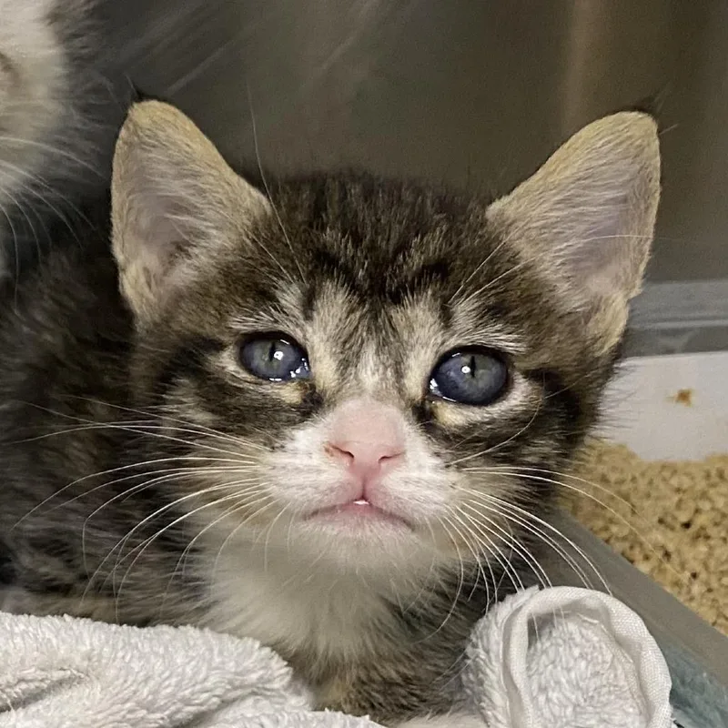 A baby small-sized female Gray / Blue / Silver Domestic Short Hair cat named Thumper for adoption in Palm Springs, CA