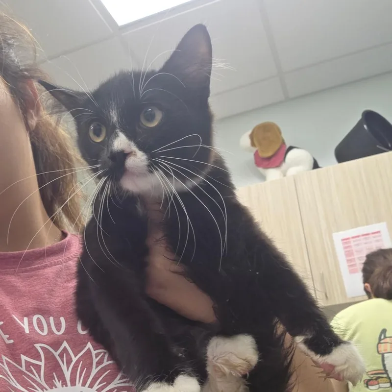 A baby small-sized male Black Domestic Short Hair cat named Nub for adoption in Chattanooga, TN