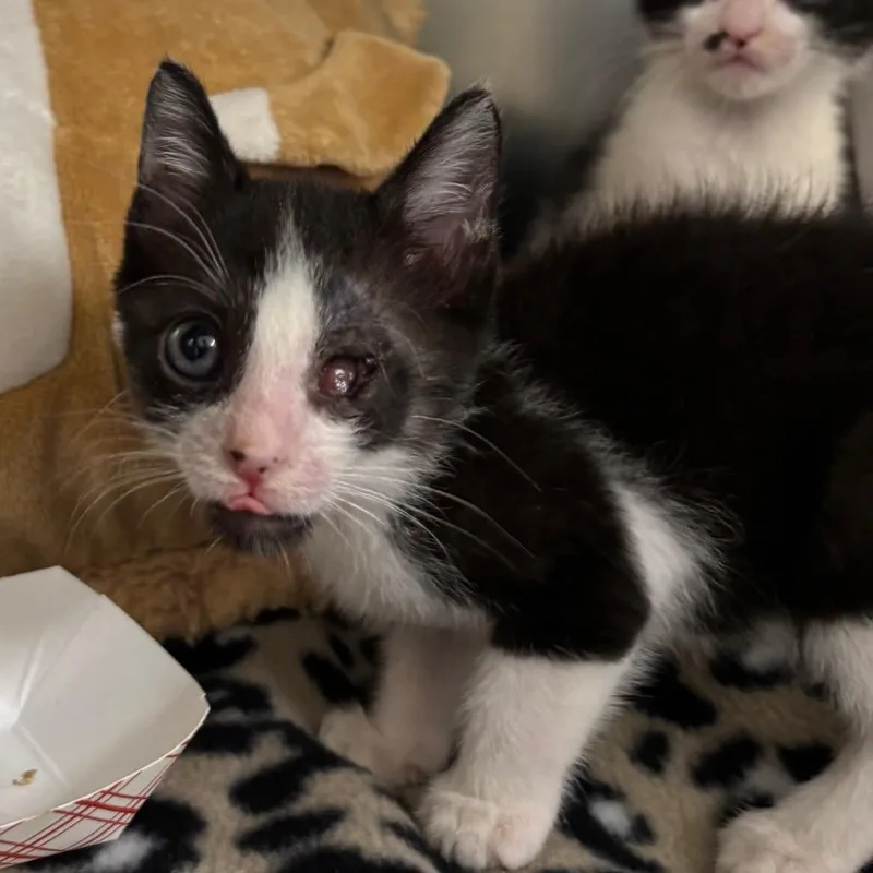 A baby small-sized female Black Domestic Short Hair cat named Beatrice FKA Bea Juice for adoption in West Palm Beach, FL