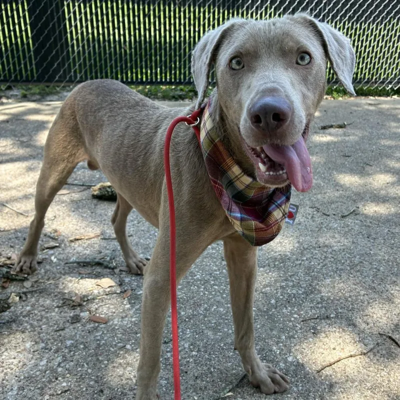 A young medium-sized male Weimaraner dog named Muffin Man for adoption in Beaumont, TX