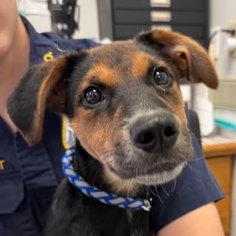 A young large-sized male Black Shepherd dog named Noodle for adoption in Jacksonville, AR