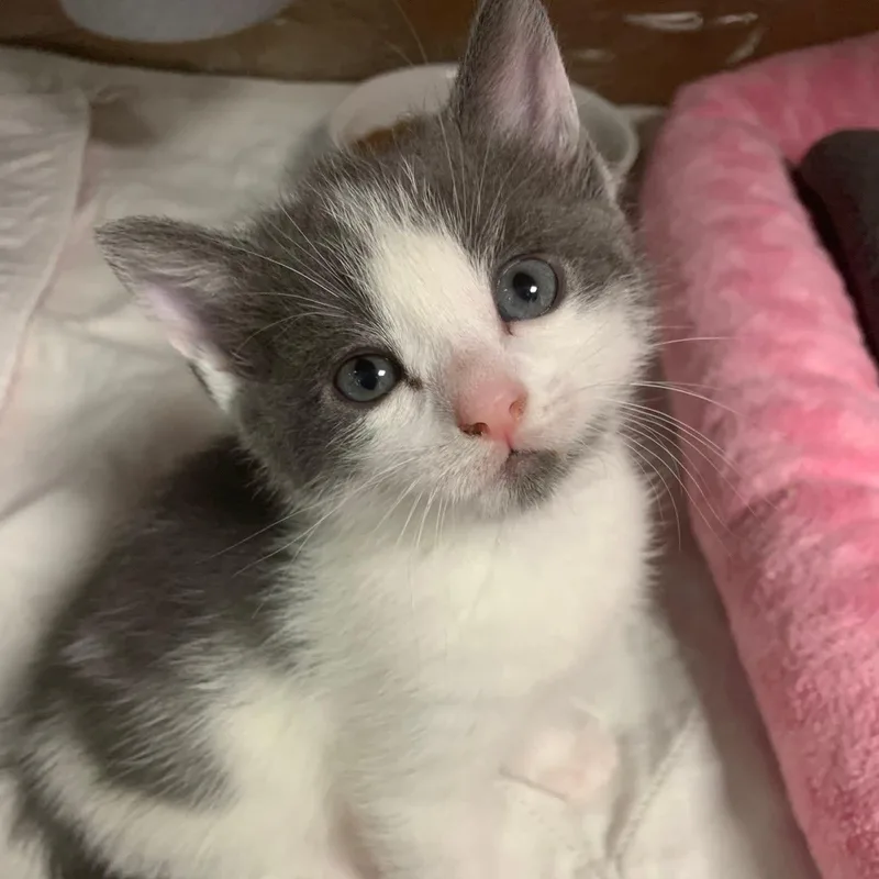 A baby medium-sized female Gray & White Domestic Short Hair cat named Billie Holiday for adoption in Ozone Park, NY