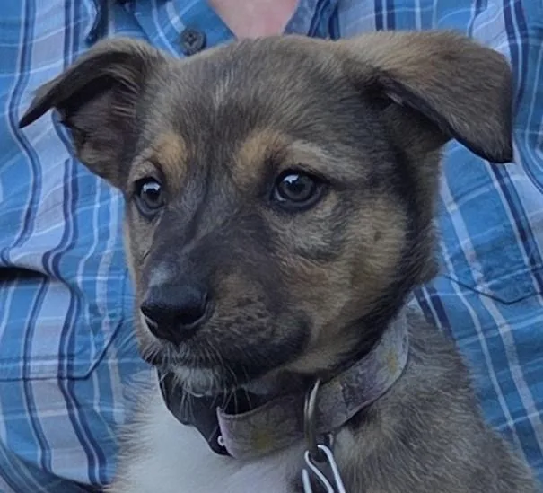 A baby medium-sized female German Shepherd Dog dog named Skye for adoption in Saint Paul, MN