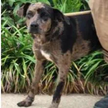 A young medium-sized male Brown / Chocolate Catahoula Leopard Dog dog named Clate for adoption in Newark, DE