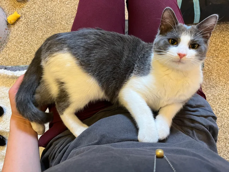A baby large-sized male Domestic Medium Hair cat named Chloe & Jerry Mouse for adoption in Neenah, WI