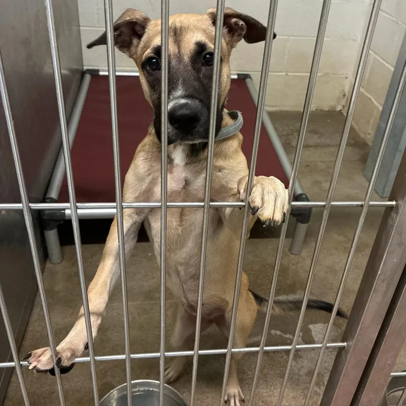 A young medium-sized female Anatolian Shepherd dog named Briar for adoption in Milwaukee, WI