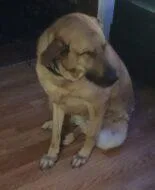 An adult large-sized male Mixed Breed dog named Bear for adoption in West Chester, PA