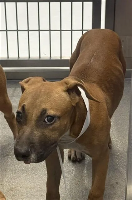 A baby large-sized female Pit Bull Terrier dog named Sweet Tea for adoption in Mesa, AZ