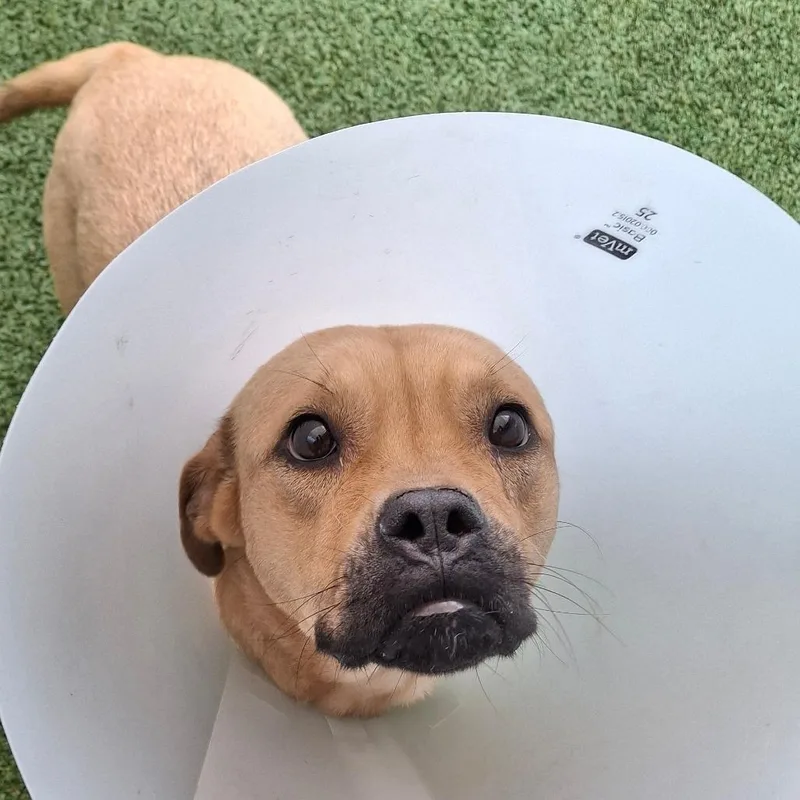 An adult medium-sized female Mixed Breed dog named Kash for adoption in Fairport, NY