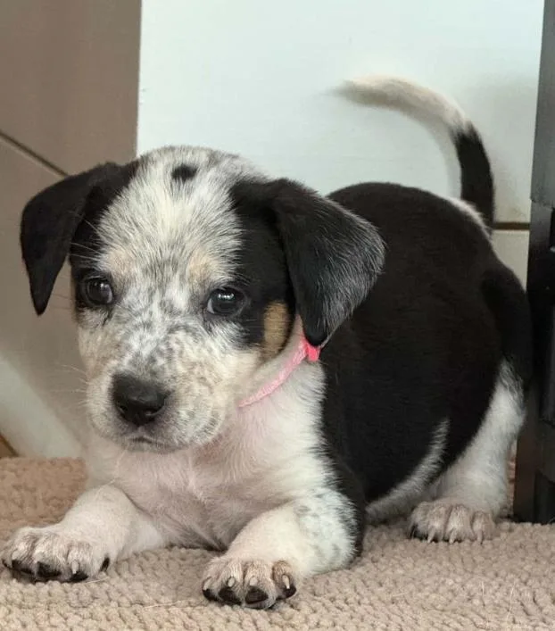 A baby medium-sized female Mixed Breed dog named Witch for adoption in Eutawville, SC