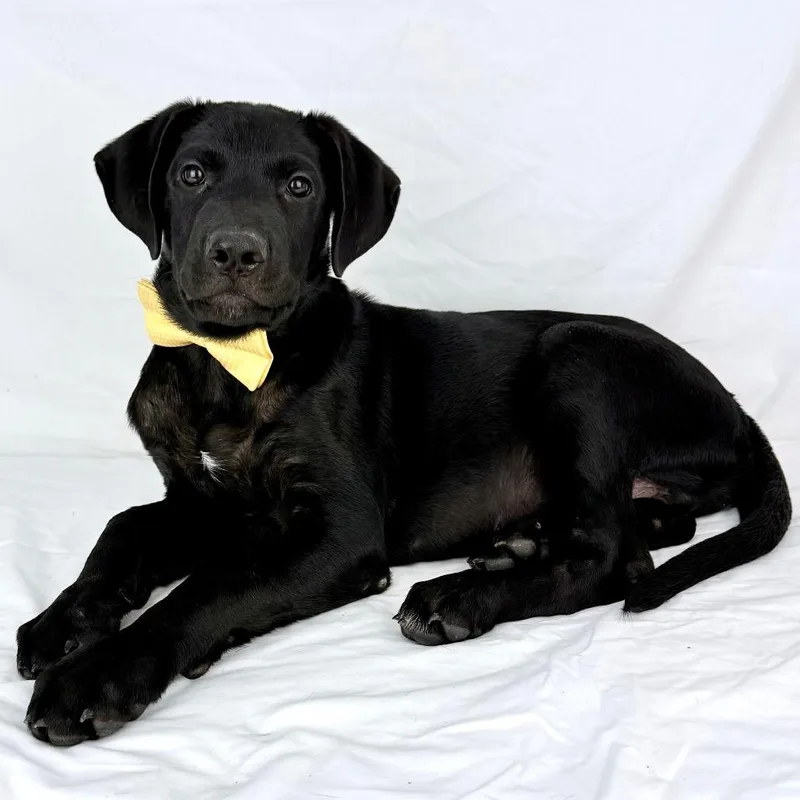 A baby medium-sized male Black Shepherd dog named Palmo  Local October for adoption in Brookshire, TX