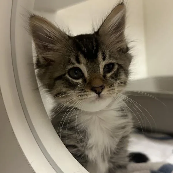 A baby small-sized male Domestic Short Hair cat named Hawthorn for adoption in Walnut Creek, CA