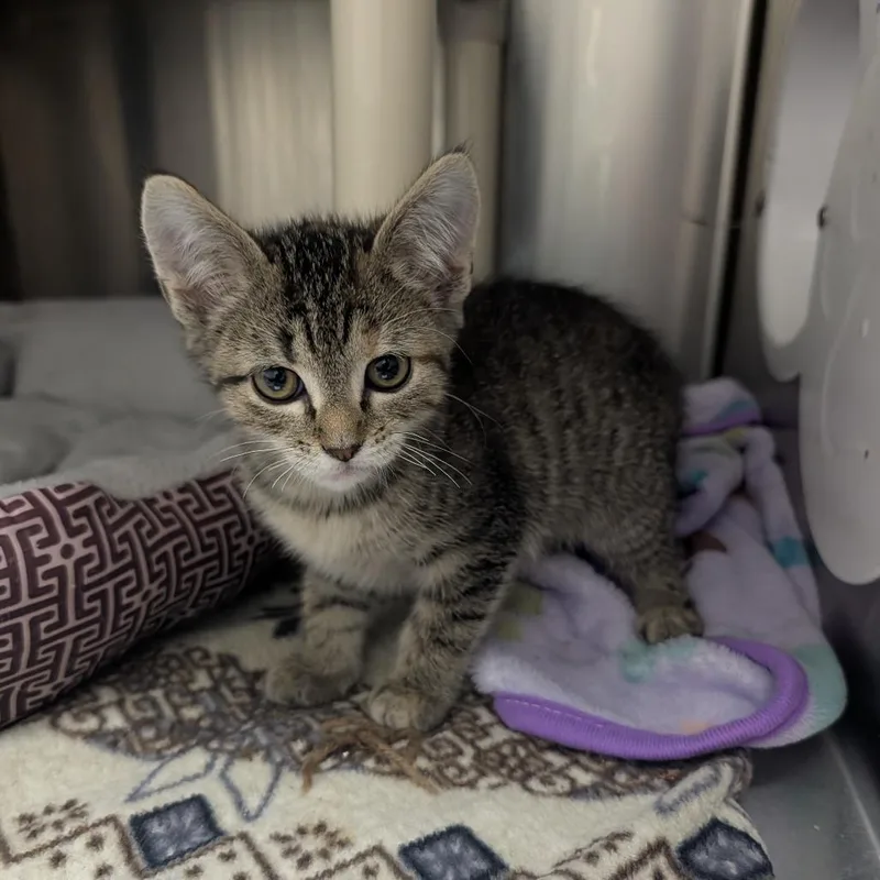 A baby small-sized female Gray / Blue / Silver Domestic Short Hair cat named Shiitake for adoption in Detroit Lakes, MN