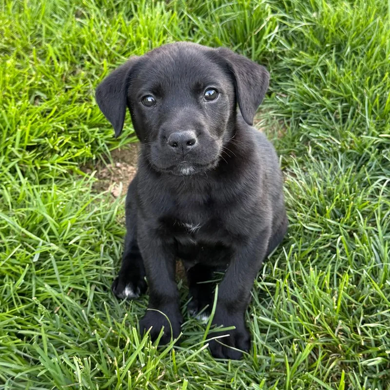 A baby medium-sized male Black Black Labrador Retriever dog named Hansen  Artemis Ii for adoption in Alexandria, VA