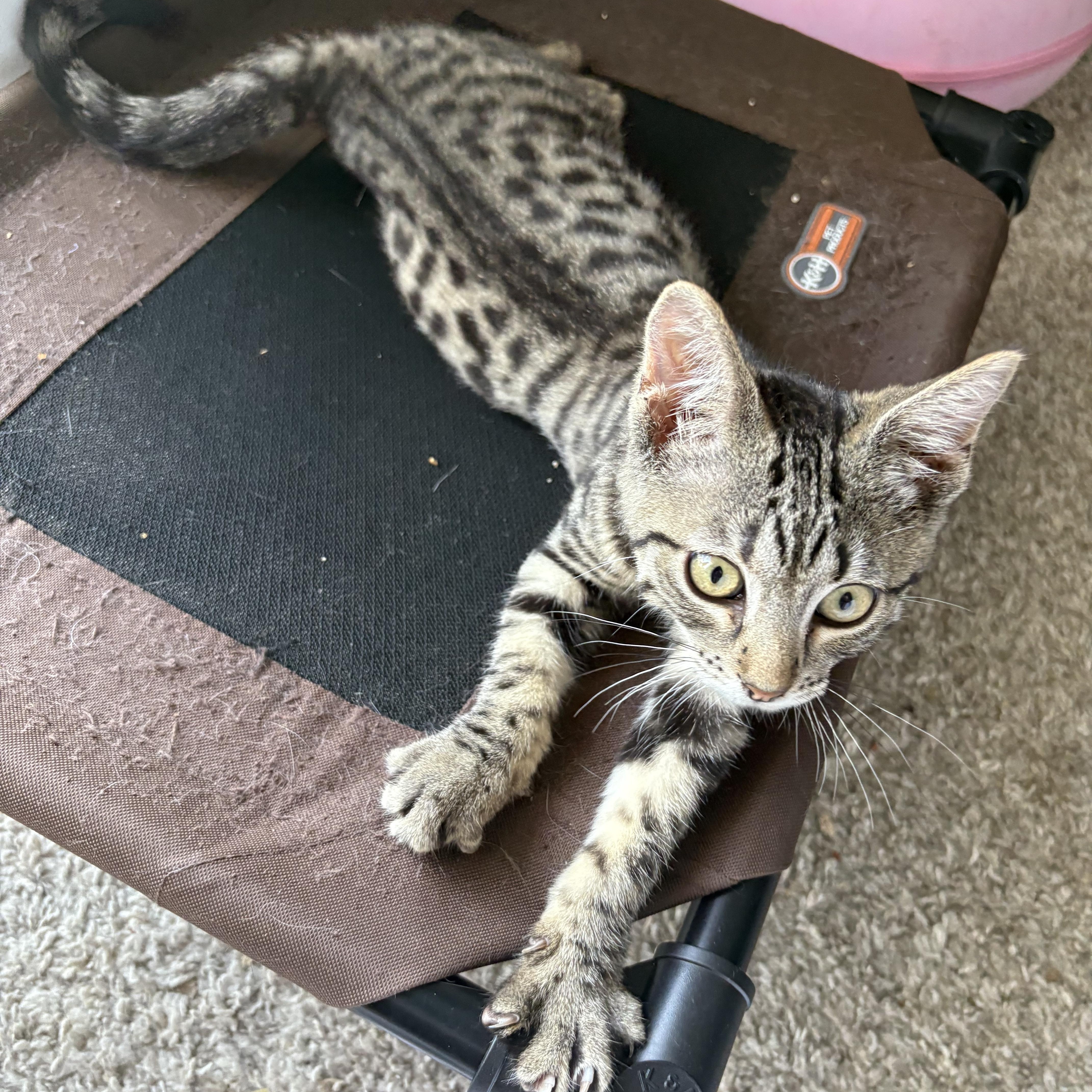 Lovable Lenny thumbnail 2