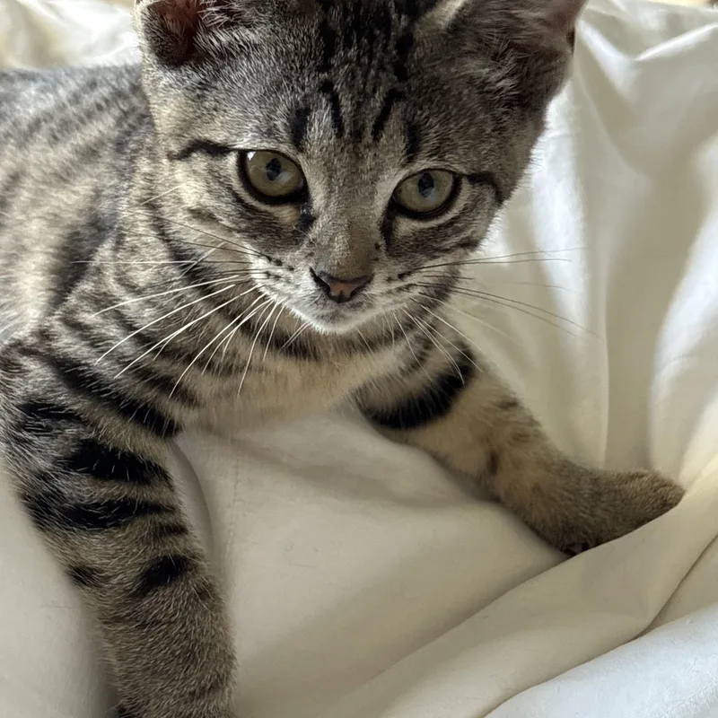 Lovable Lenny thumbnail 4