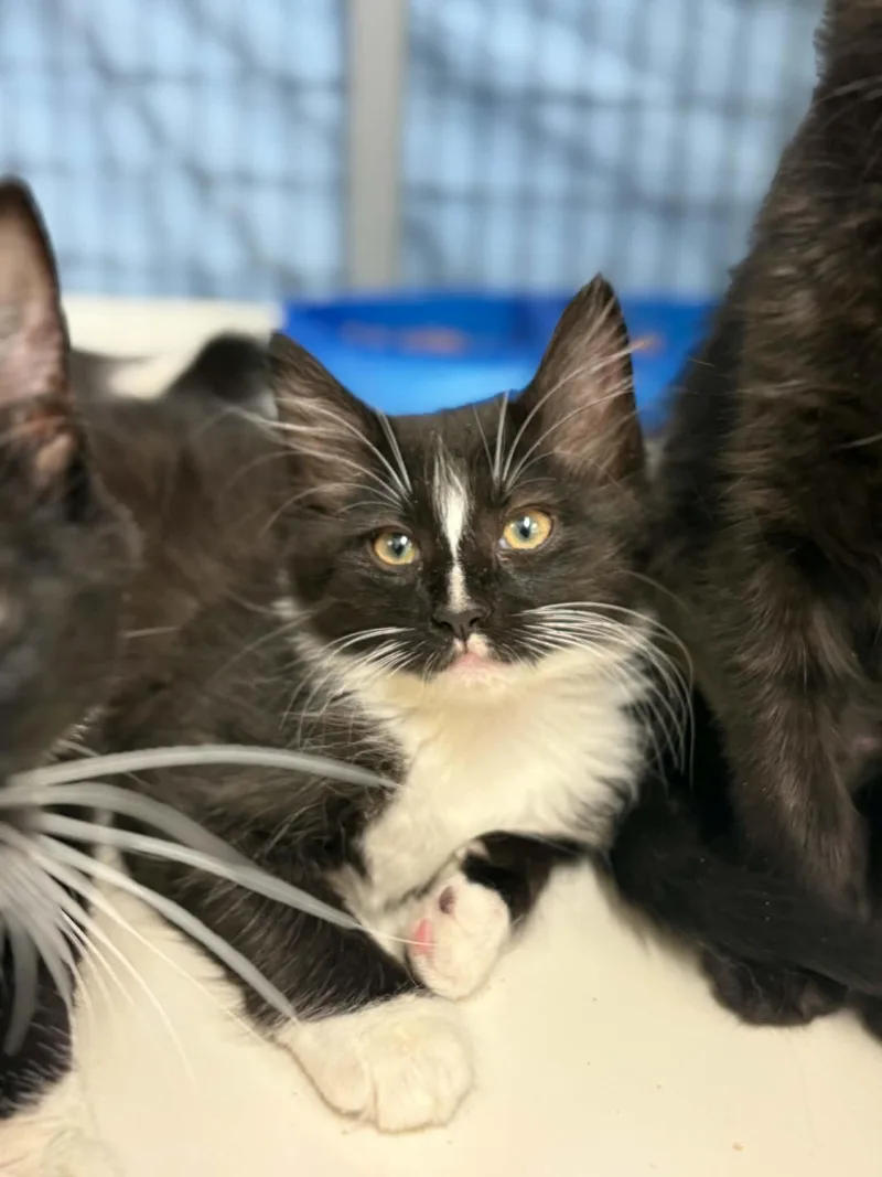 A baby medium-sized female Black Domestic Short Hair cat named Scooter for adoption in Grants Pass, OR