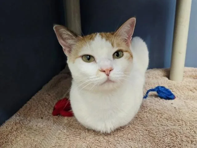 A young medium-sized female Domestic Short Hair cat named Wheaties for adoption in Martinez, CA