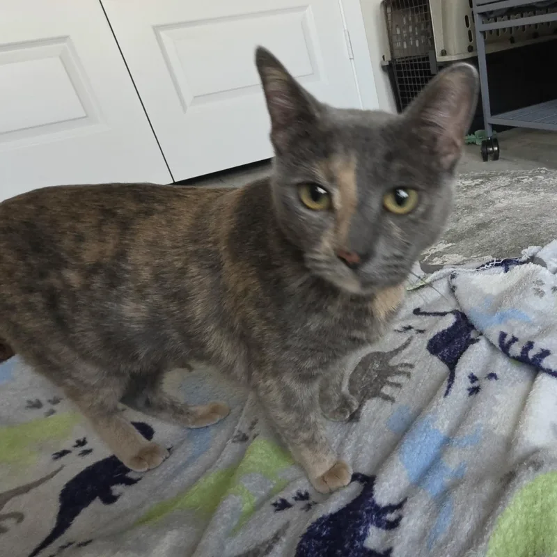 A young medium-sized female Dilute Tortoiseshell Domestic Short Hair cat named Lyla for adoption in Liverpool, TX