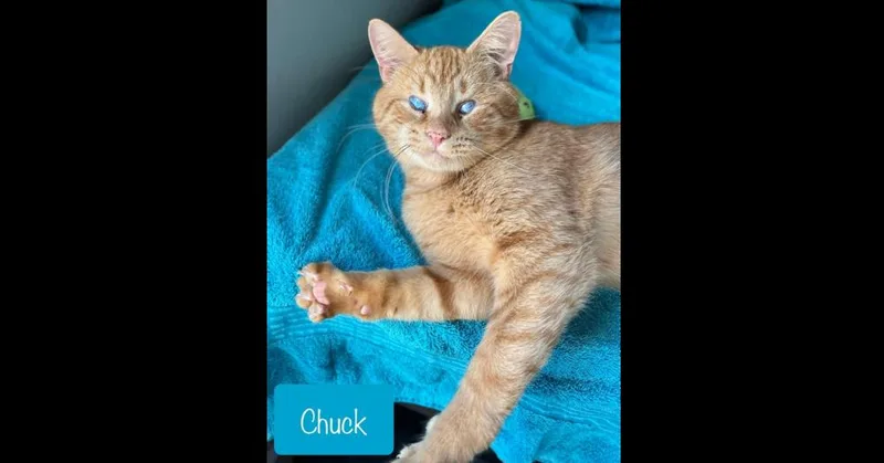An adult medium-sized male Orange & White Domestic Short Hair cat named Chuck for adoption in Chalfont, PA
