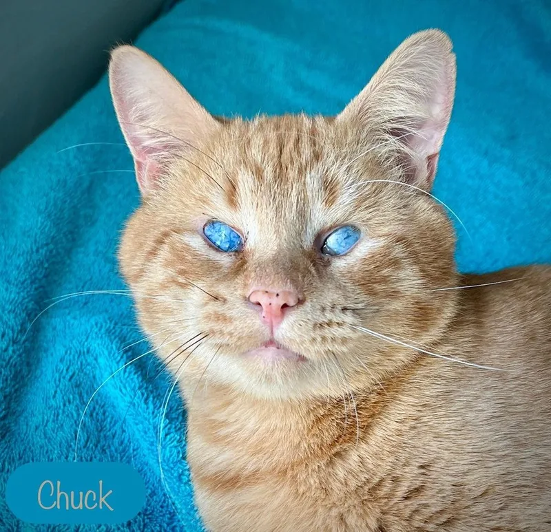 Chuck thumbnail 3