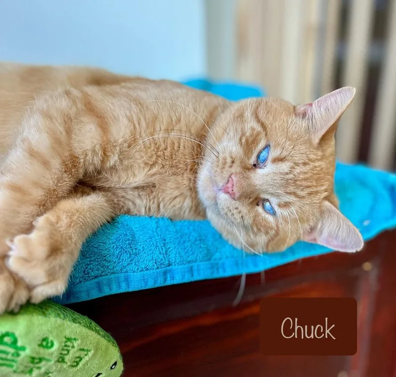Chuck thumbnail 4