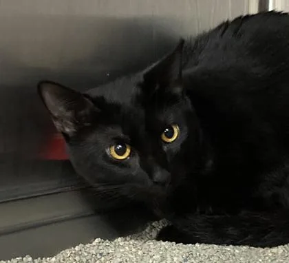 A young small-sized male Domestic Short Hair cat named Kiitti for adoption in Cincinnati, OH