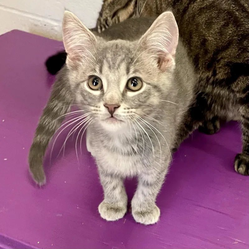 A baby small-sized male Tabby (Gray / Blue / Silver) Domestic Short Hair cat named Dean for adoption in Columbus, IN