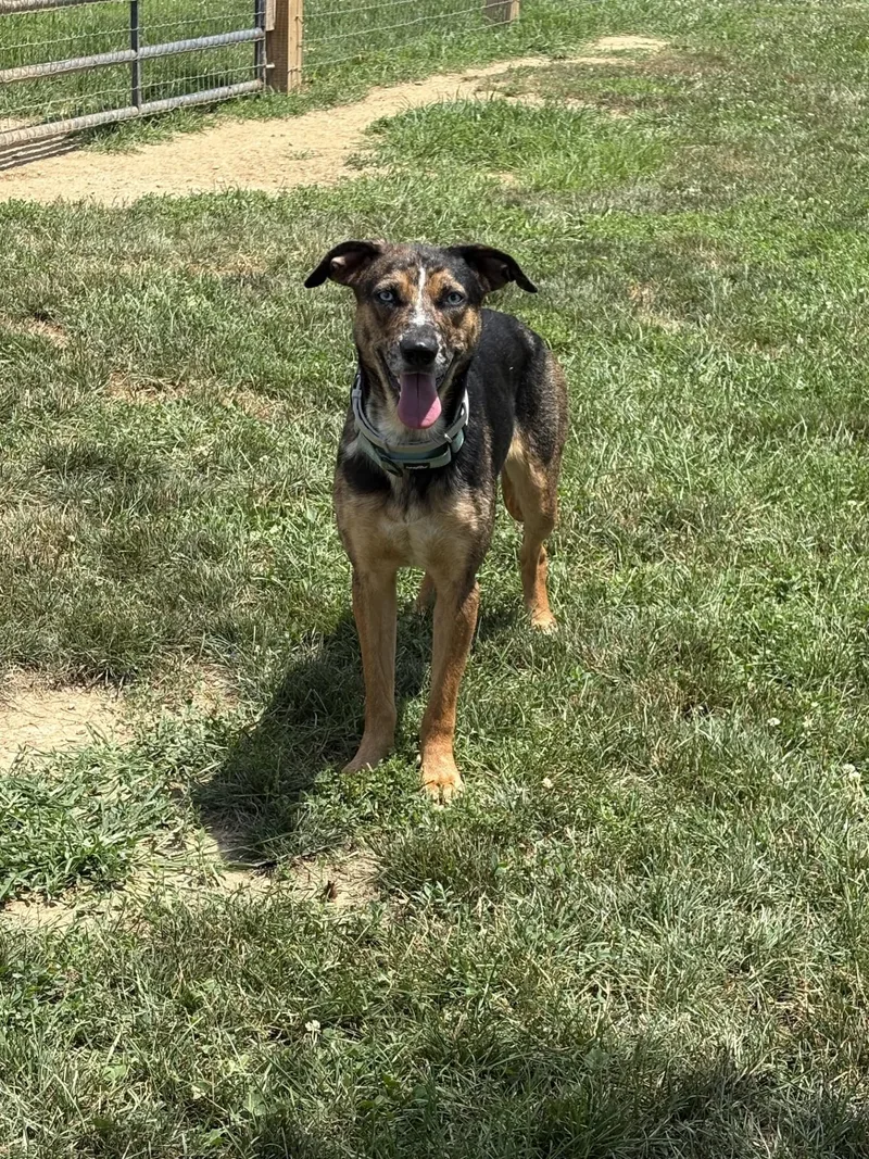 A young medium-sized female Tricolor (Brown, Black, & White) German Shepherd Dog dog named Summer for adoption in South Charleston, OH