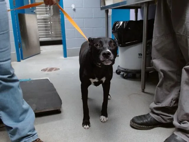A young small-sized female Husky dog named Aqua for adoption in Albuquerque, NM